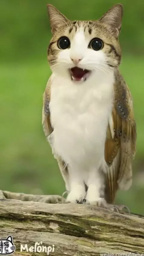 AI Video from prompt: you go into the forest and find a strange owl, a