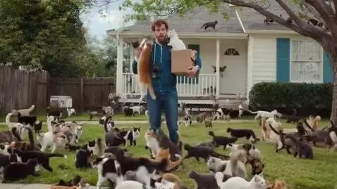 AI Video from prompt: When 1000 cats prank a human