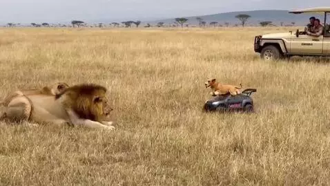 AI Video from prompt: prank on lions in the savannah