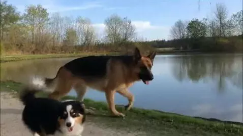 AI Video from prompt: A German shepherd dog with his left ear folded d