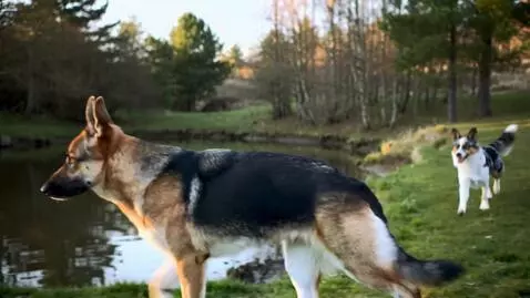 AI Video from prompt: A German shepherd dog with a left ear that is be