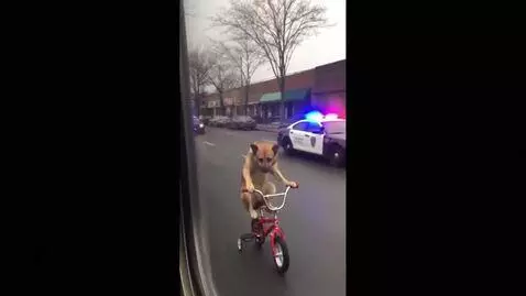 AI Video from prompt: “Vertical smartphone-style video, filmed through