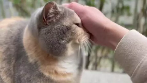 AI Video from prompt: someone touching a very very cute caat