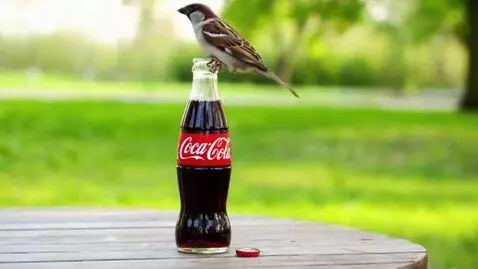 AI Video from prompt: coca cola and  bird
