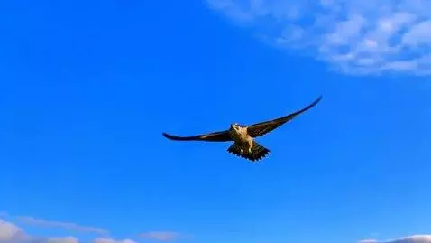 AI Video from prompt: the falcon rises into the clouds, we approach it