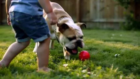 AI Video from prompt: The child rolls the ball clumsily, and the bulld