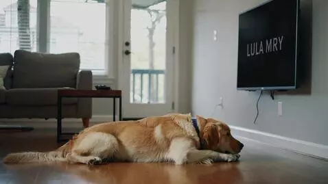 AI Video from prompt: The dog is lying down → the word “walk” → immedi