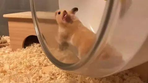 AI Video from prompt: Hamster12345