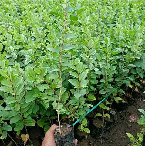 AI Video from prompt: A realistic young Sidr (Bidara) seedling growing