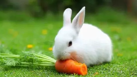 AI Video from prompt: A white rabbit is eating a carrot on the meadow.
