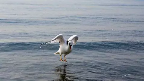 AI Video from prompt: Angel from heaven coming earth