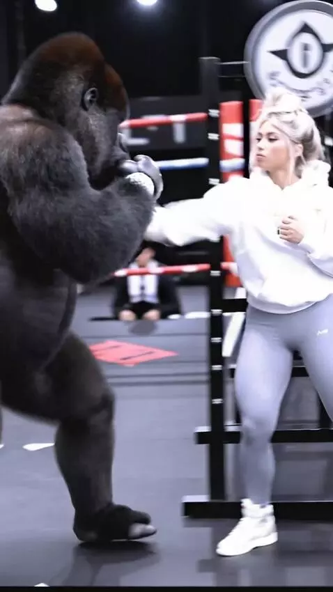AI Video from prompt: A female boxer spars with a gorilla in the ring.