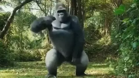AI Video from prompt: gorilla dance