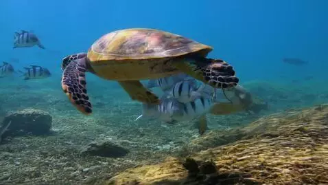 AI Video from prompt: Happy excited vibrant turtles with swimming alon