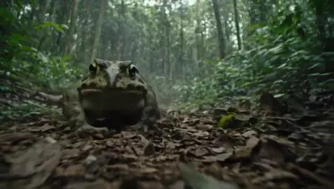 AI Video from prompt: Worlds biggest frog