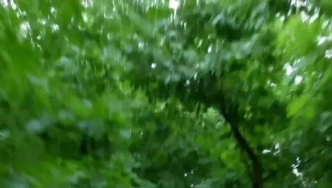 AI Video from prompt: Cool trees running
