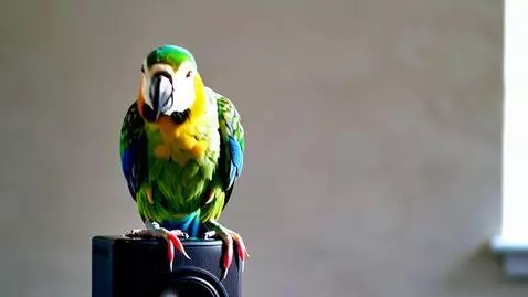 AI Video from prompt: Open on a brightly lit room with a colorful parr