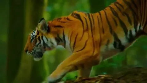 AI Video from prompt: tiger running