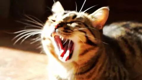 AI Video from prompt: cat yawning and meowinf