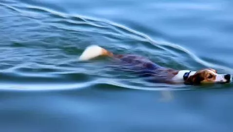 AI Video from prompt: Dog swimming