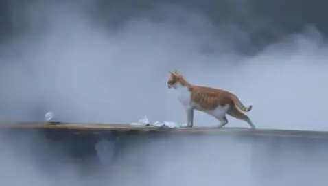 AI Video from prompt: Someone dreaming of cool cat