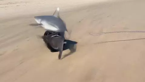 AI Video from prompt: Shark on wheels