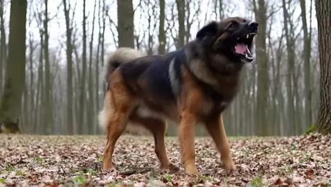 AI Video from prompt: big dog roaring