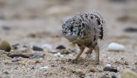AI Video from prompt: Fish walking on land