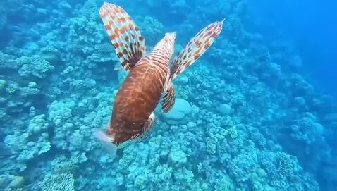 AI Video from prompt: Dog with fins