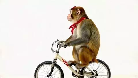 AI Video from prompt: A monkey riding an unicycle