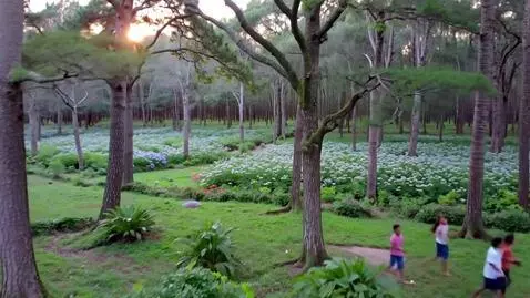 AI Video from prompt: In the stillness of morning, the forest awakens.