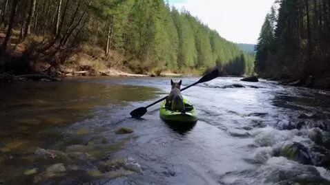 AI Video from prompt: Бродячая собака сплавляется на байдарке по горно