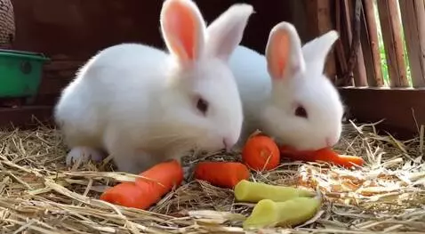 AI Video from prompt: Bunnies eating carrots and bananas