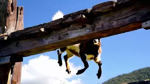 AI Video from prompt: Cute goat jumps over the moan with dreadlocks