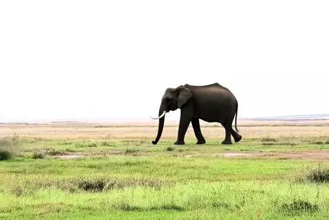 AI Video from prompt: Elephant on the plain