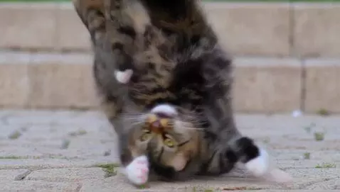 AI Video from prompt: Cats dancing