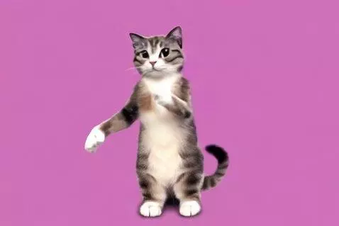 AI Video from prompt: Cats dancing