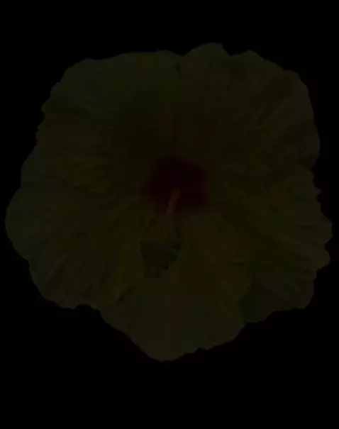 AI Video from prompt: Hibiscus flower transforming into a parrot.