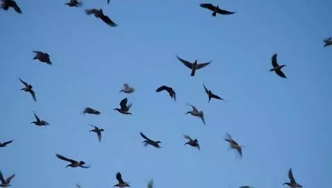 AI Video from prompt: Birds flying in the sky