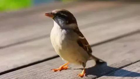 AI Video from prompt: The sparrow is dancing