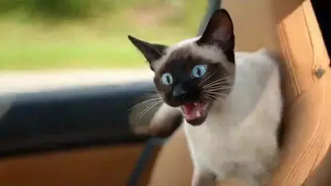 AI Video from prompt: Create a realistic video clip: A red sports car 