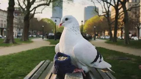 Kling 2.5 Turbo (pro) video