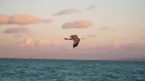 AI Video from prompt: bird flying, ocean