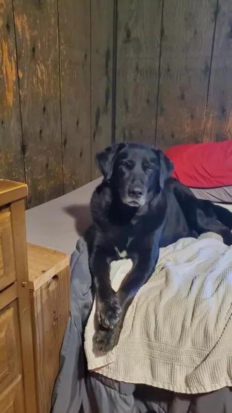 AI Video from prompt: Hi Joseph. Did you go out and play in the snow t