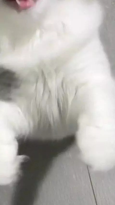 AI Video from prompt: cat is junping and meowing