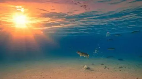 AI Video from prompt: The pike fish swims ahead of us. We swim after i