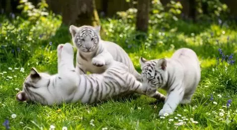AI Video from prompt: Cute tiger cubs rolling and playing on the groun