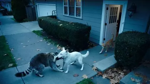 AI Video from prompt: A raccoon attacks a bull terrier. A cat runs out