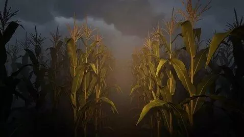 AI Video from prompt: Cinematography: First-person perspective, steady