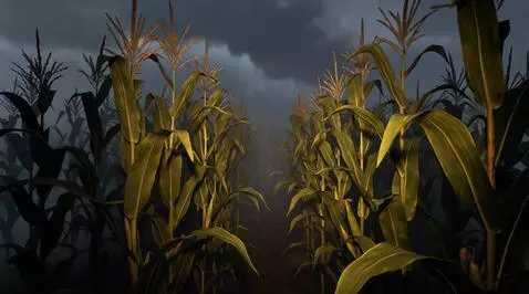 AI Video from prompt: one scene video - Tall corn plants on both sides